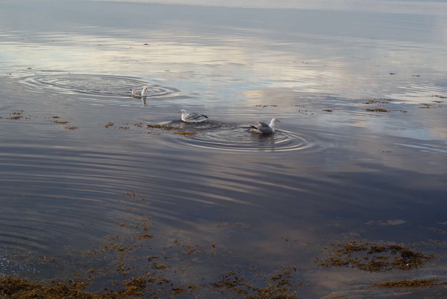 Белое море.Чайки.